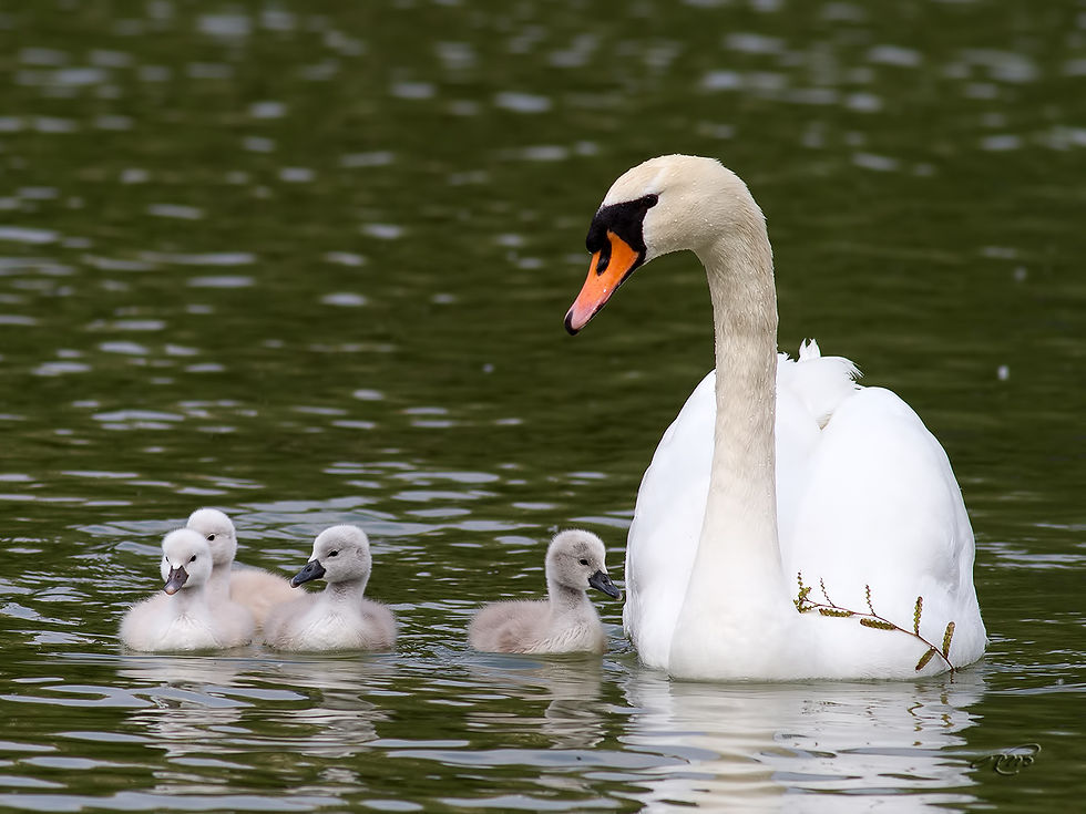 Cygne tuberculé 6846