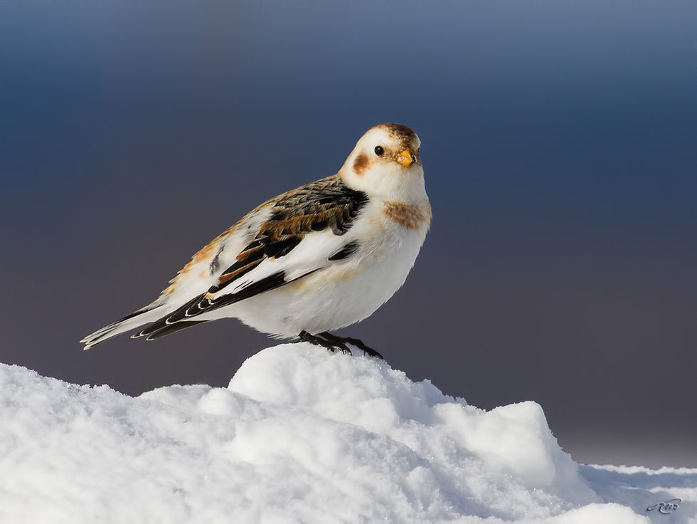 lectrophane des neiges 3028