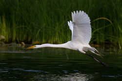 Grande Aigrette 3147