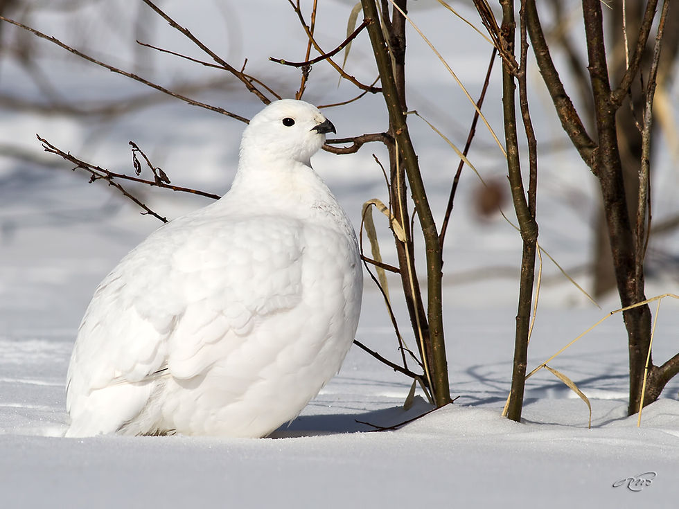 Lagopède des saules 4269