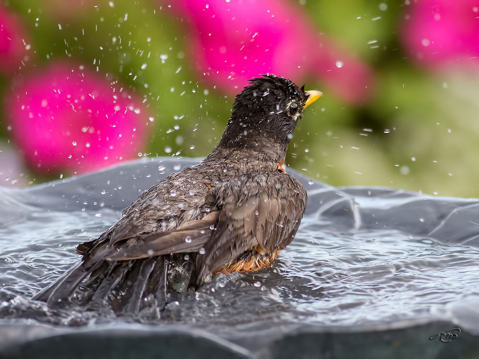 Merle d'Amérique 0758