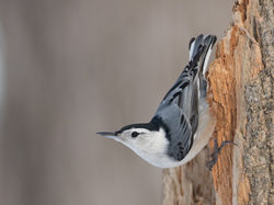 Sitelle_à_poitrine_blanche-1I5A9466