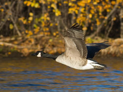 Bernache du Canada 5953