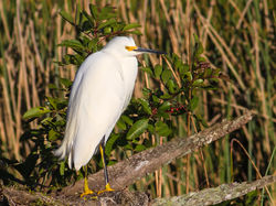 Aigrette neigeuse 7813