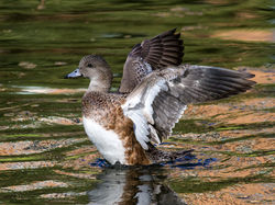 Canard d'Amérique 5746