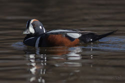 Arlequin plongeur-1I5A9389