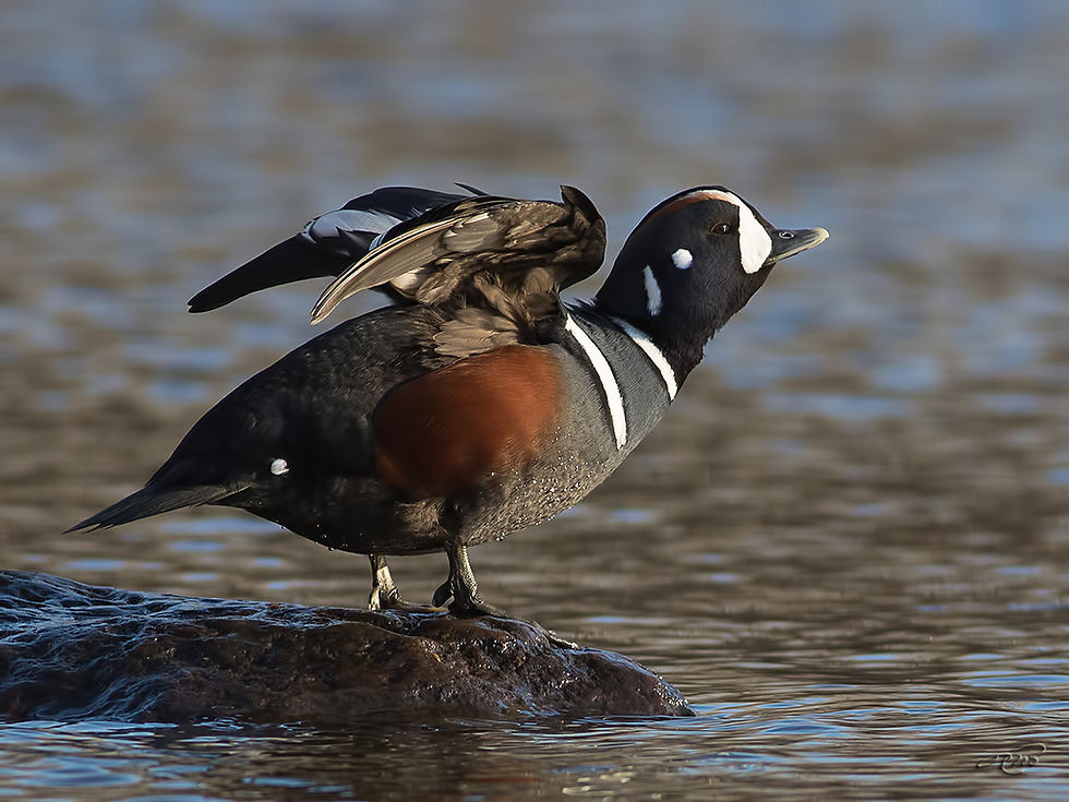 Arlequin plongeur-1I5A9111