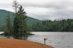 Cerf de Virginie 5317