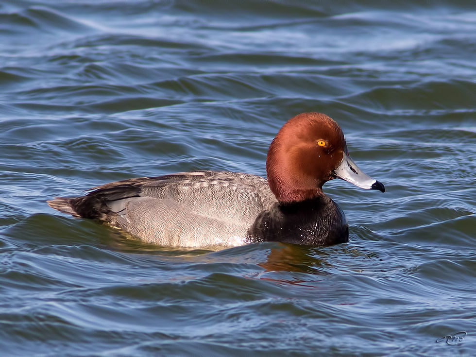 Fuligule_à_tête_rouge1200-1I5A3567