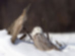 harfang des neiges1200-IMG_2908.jpg