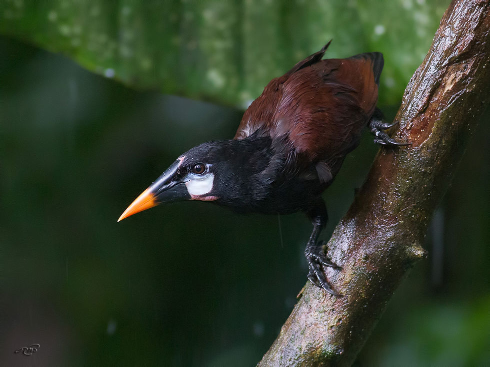 Cassique de Montézuma 5441