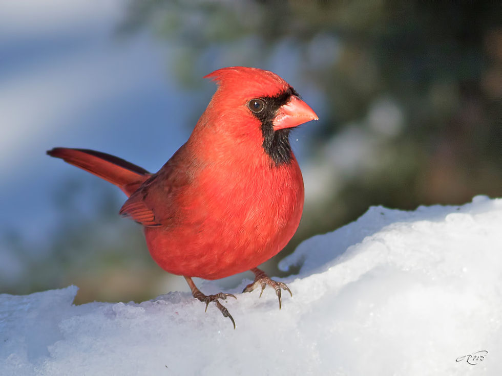 cardinal-1I5A1033