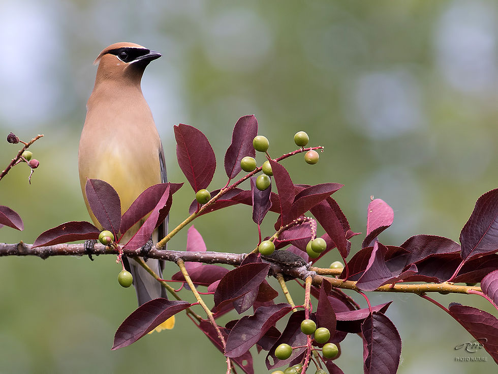 jaseur_d'Amérique_1I5A4524