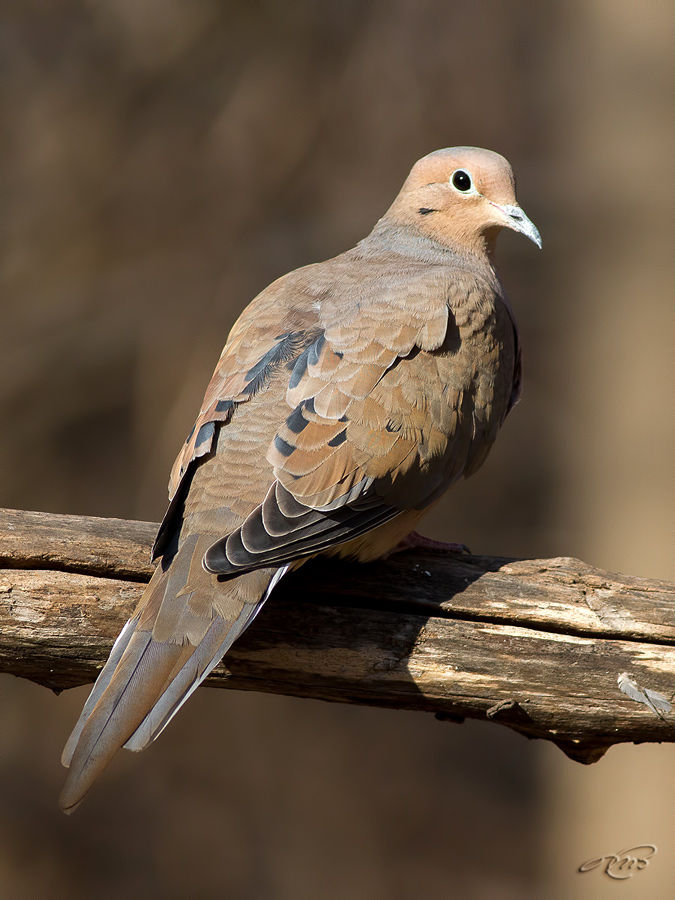 Tourterelle triste 0000