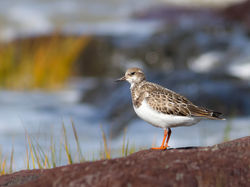 Tournepierre à collier 2634