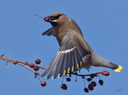 jaseur_d'Amérique-1I5A3079