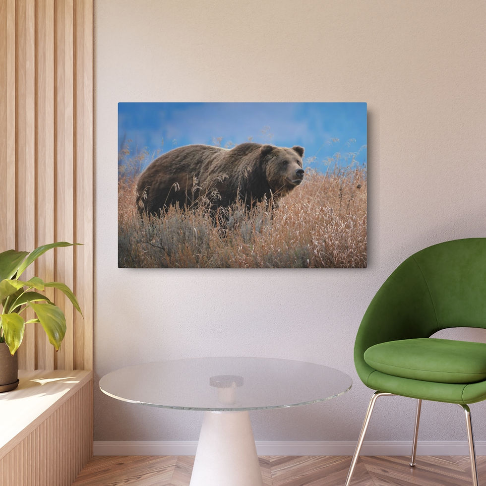 Grizzly Bore - Fall - ASC WILDLIFE Metal 3D Art Print