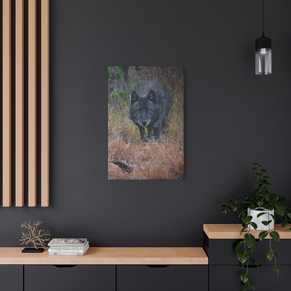 Black Wolf - Yellowstone | Matte Canvas, Stretched, 1.25"