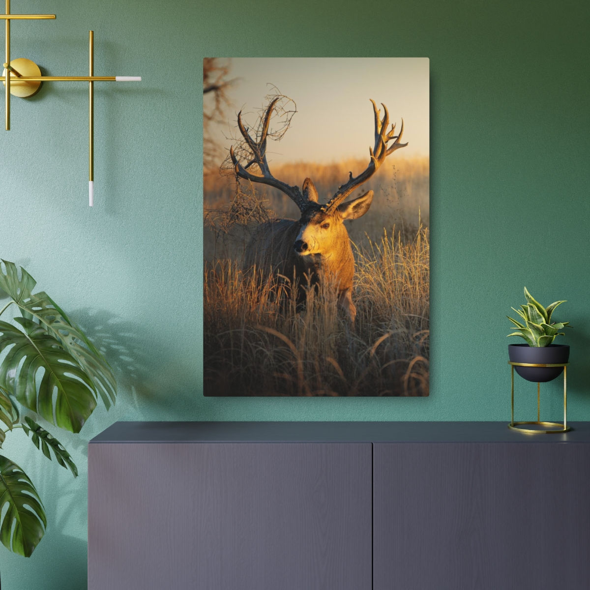 Mule Deer - Golden Hour - ASC Wildlife - Metal Fine Art Print
