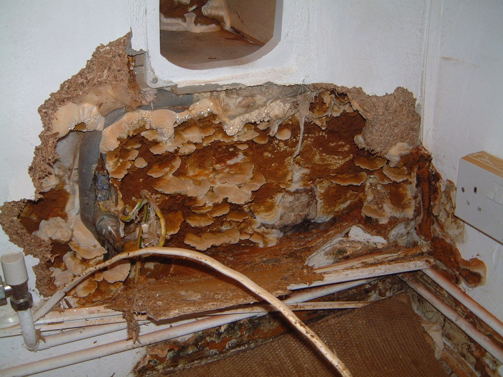 Dry Rot vs. Wet Rot What’s the Difference?