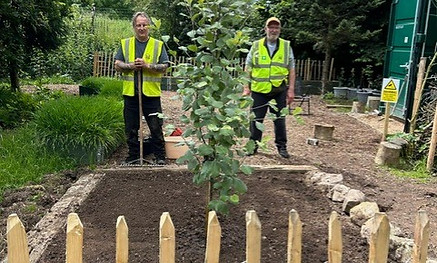 Whitebeam planted.jpeg