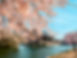 cherry blossoms.jpg
