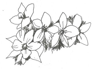 Christmas rose