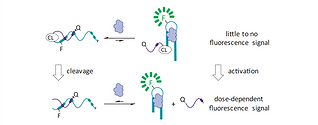 2019_Aptamers.png