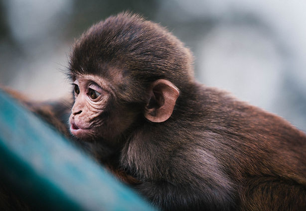 Baby Monkey