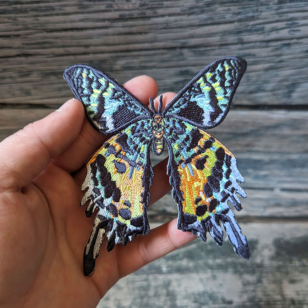 Thumbnail: Madagascar Sunset Moth - Iron On Patch