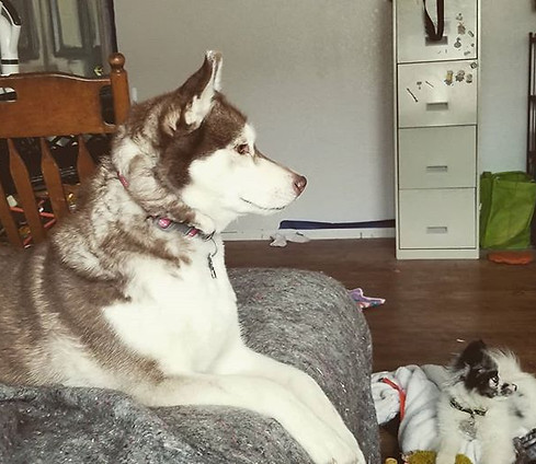 Nallee and Spirit