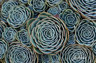 Psychedelic Integration