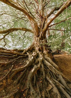 tree of life