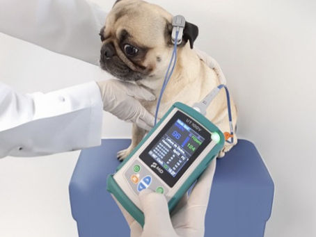 A incidência de hipoxemia em cães em recuperação de anestesia geral detectado com oximetria de pulso e fatores de risco relacionados