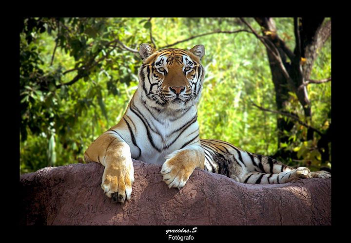 Facebook - Fotógrafo: gracidas. S ( Visión Creativa)
correo: enrrique_2000@ho