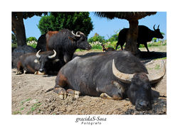TOROS