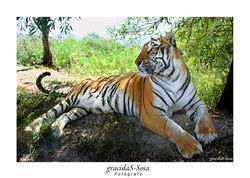 TIGRE
