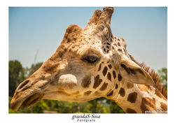 JIRAFA 2