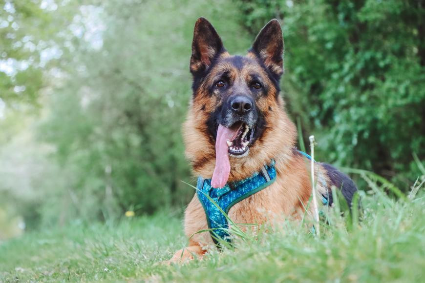 Berger Allemand allongé dans l'herbe avec harnais Y à poignée