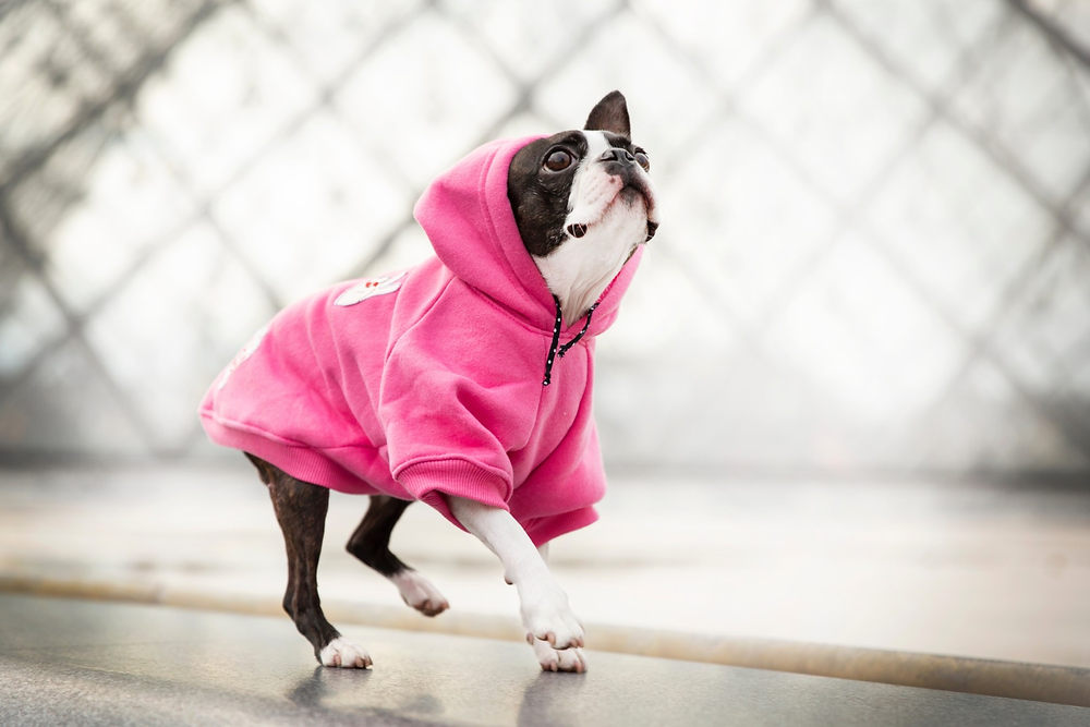 sweatshirt à capuche rose pour petit chien