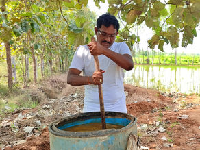 Vruksha Ayurveda Farming: Developing Healthy Plants that Produce Healthy Food