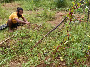 Decentralisation and Food Democracy