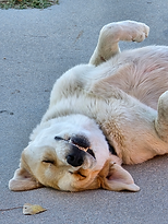 Trained Therapy Dog - Canine Assisted Therapy