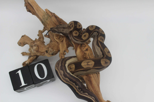 boa トール・スネークEP serial 2022 Motley Boa het Kahl Albino (MT5132022-10) Male | CB Sensations
