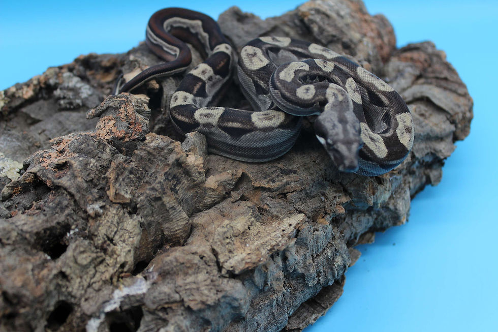 Thumbnail: Motley het Kahl Albino Boa Constrictor