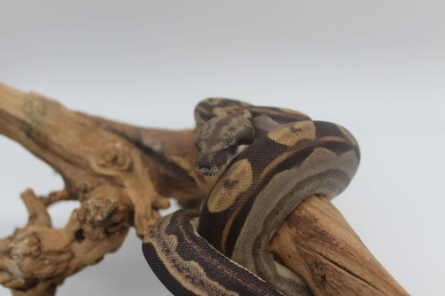 2022 Motley Boa het Kahl Albino (MT5132022-10) Male | CB Sensations