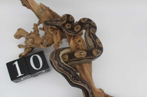 boa トール・スネークEP serial 2022 Motley Boa het Kahl Albino (MT5132022-10) Male | CB Sensations