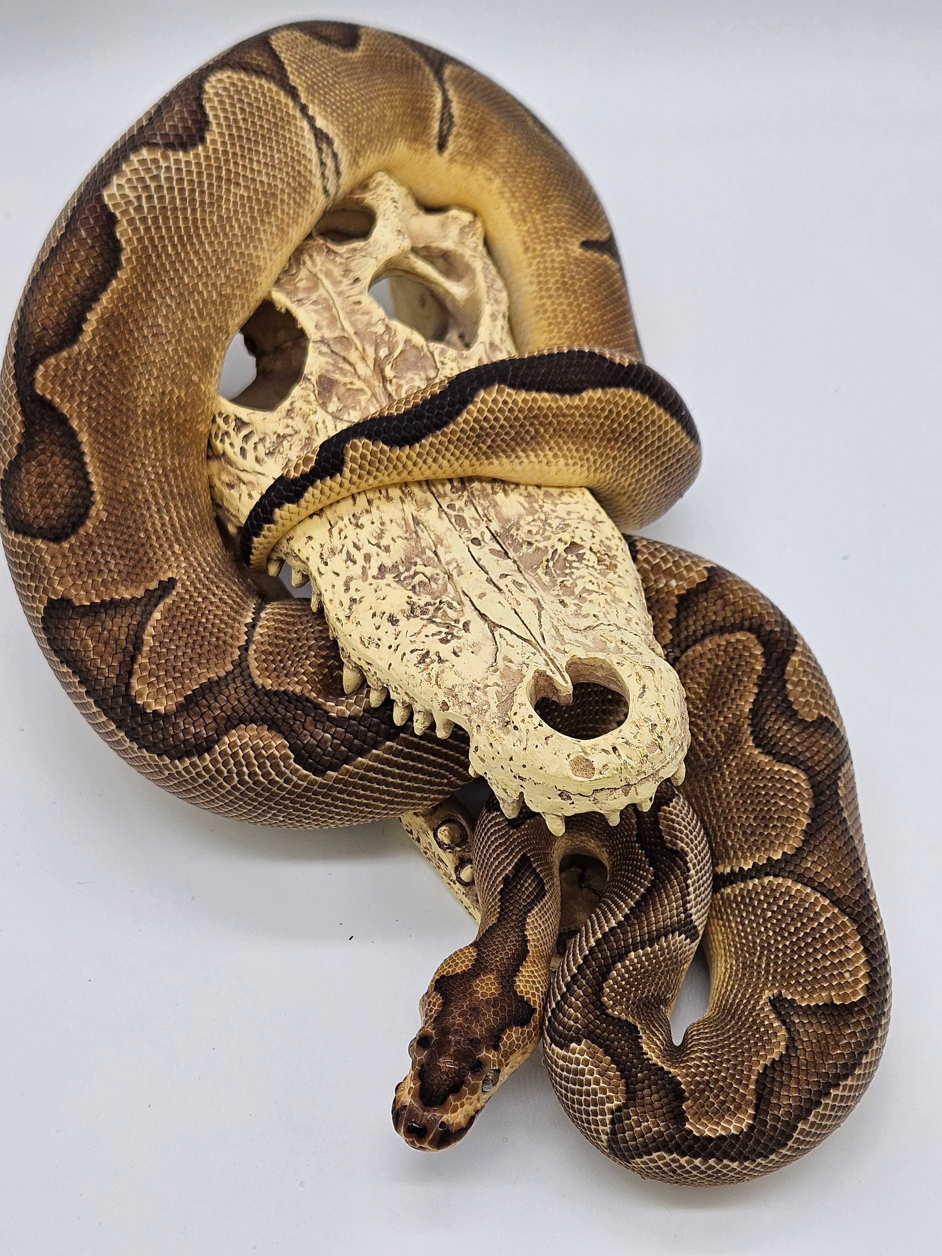 Ball Python (Female) - 2022 Super Blade Clown pos Enchi