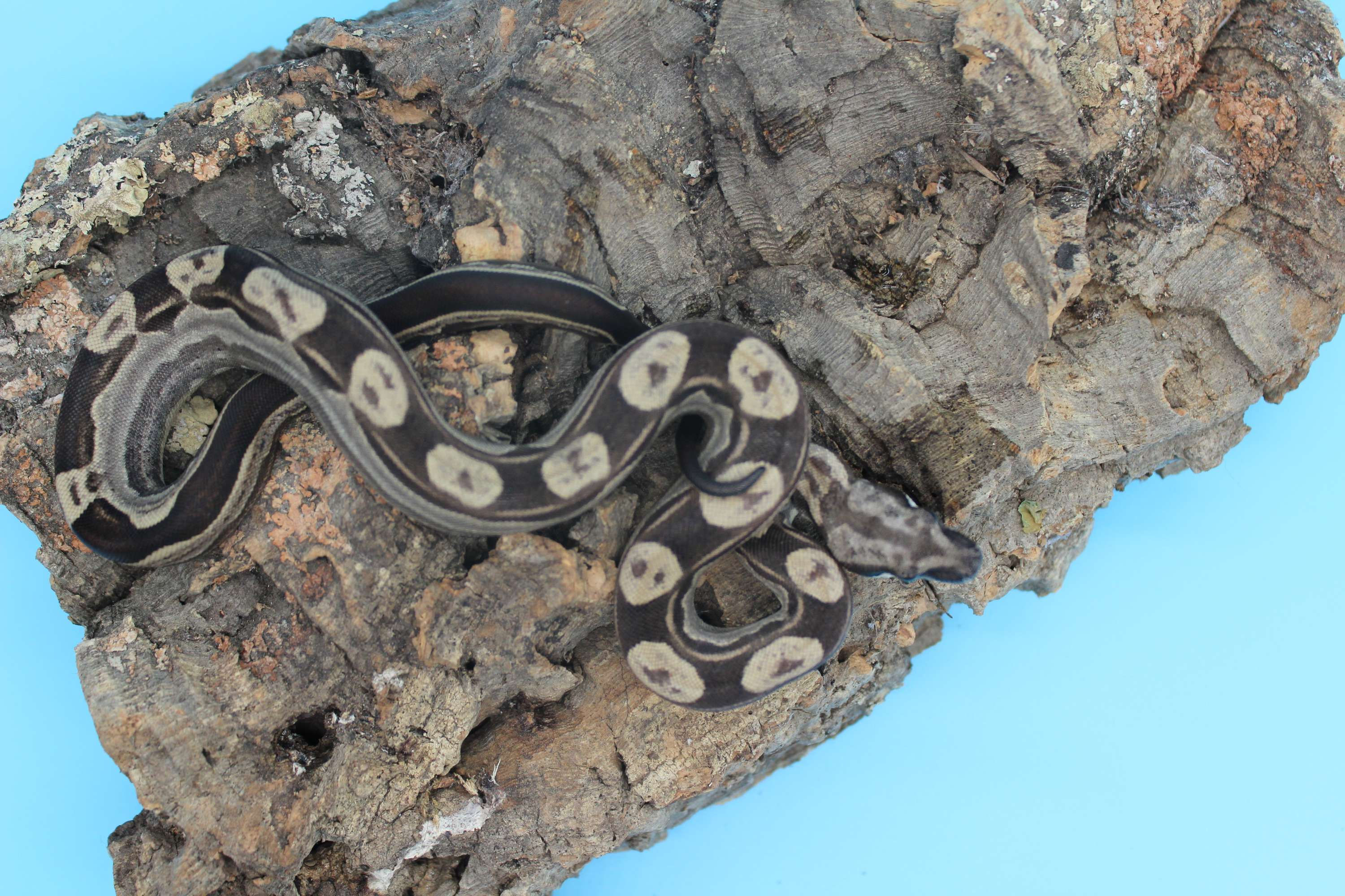 2022 Motley Boa het Kahl Albino (MT5132022-10) Male | CB Sensations