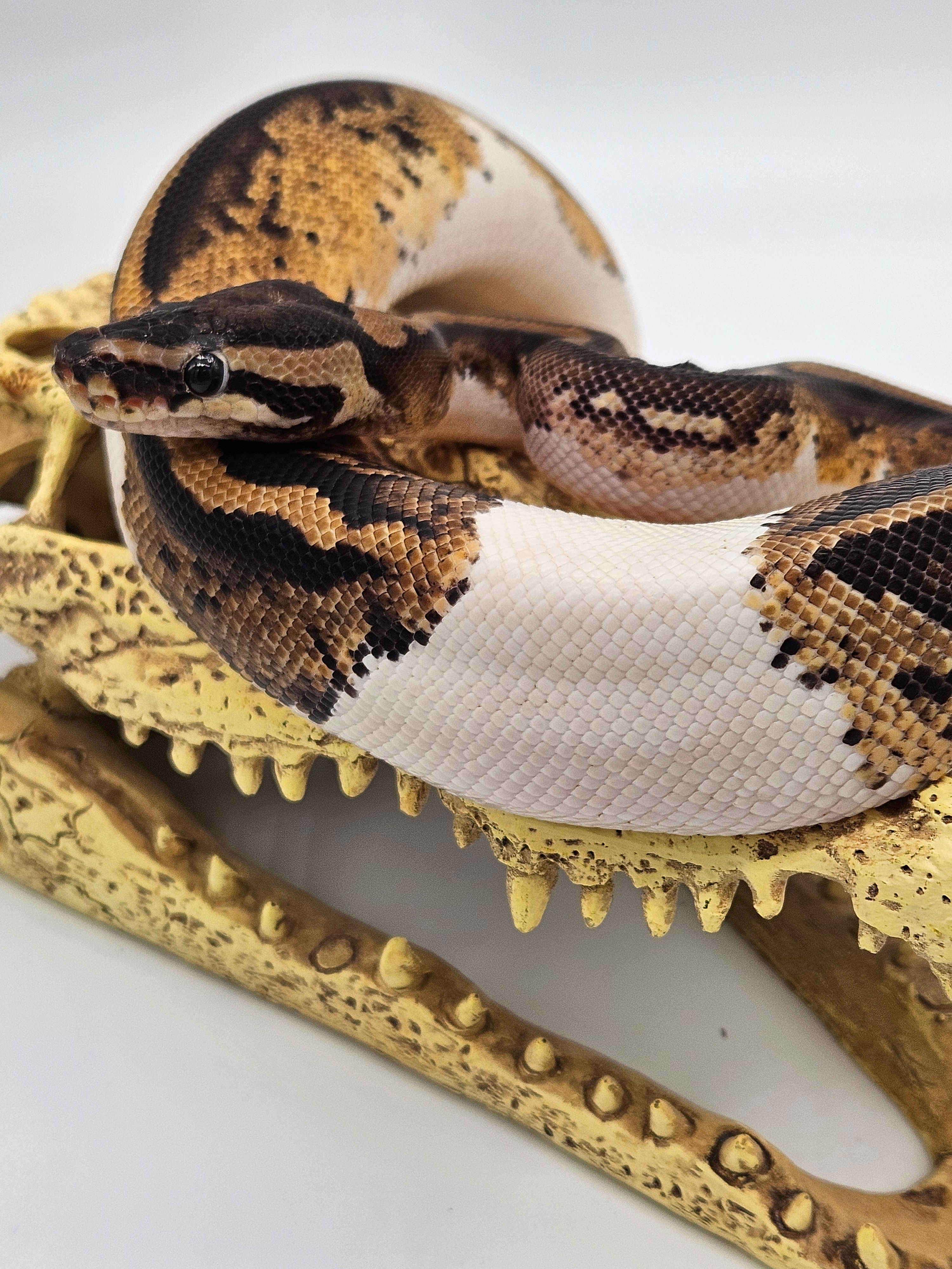 Ball Python (Female) - 2024 Yellowbelly Pied